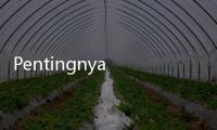 Pentingnya Investasi dalam Perencanaan Dana Pendidikan untuk Kejar Inflasi
